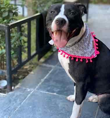 Etiler Pet House Galeri 1