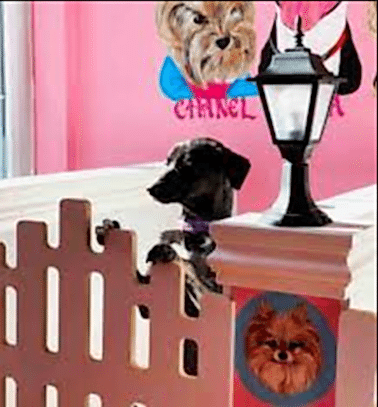 Etiler Pet House Galeri 17