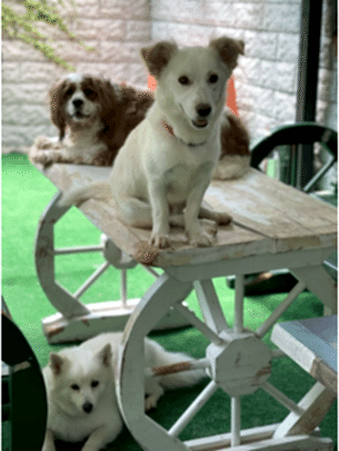 Köpek Oteli 2