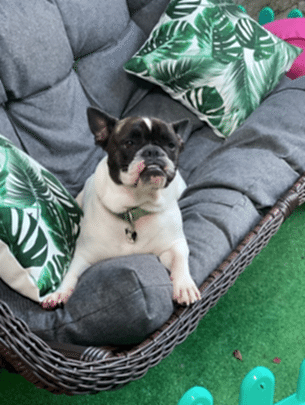 Köpek Oteli 3