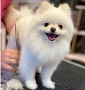 Pet Kuaför 4