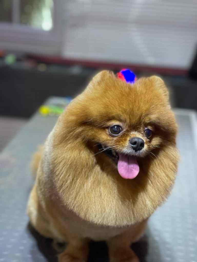 Pet Kuaför 4