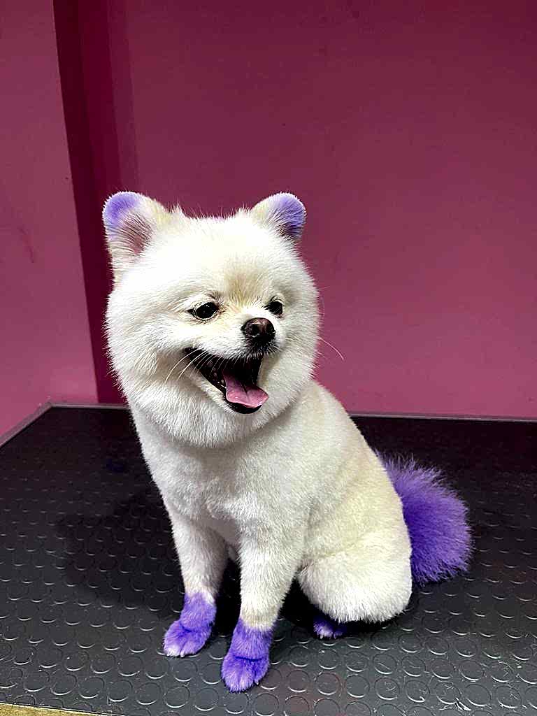 Pet Kuaför 3