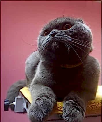 Pet Kuaför 2